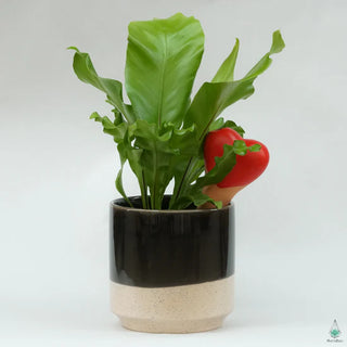 Plant Watering Spikes - Heart (4 Pack)
