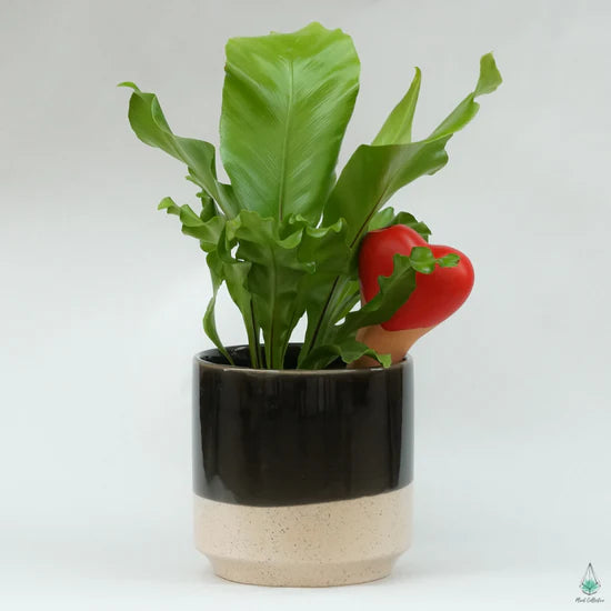 Plant Watering Spikes - Heart (4 Pack)
