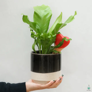 Plant Watering Spikes - Heart (4 Pack)
